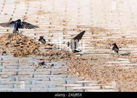 Fienile Swallow (Hirundo rustica) che raccoglie fango e materiale di nidificazione a Pamukkale, Turchia Foto Stock