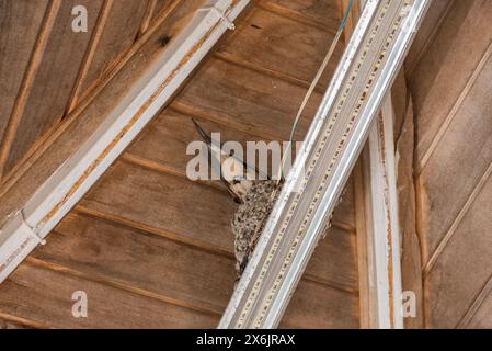 Fienile Swallow (Hirundo rustica) adagiato su un impianto di illuminazione in un edificio a Turkiye Foto Stock