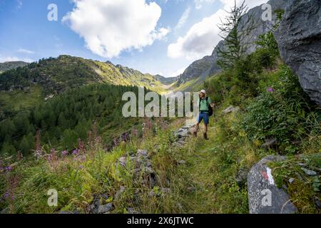 Alpinista su un sentiero escursionistico, paesaggio montano con prati verdi, balsamo e larici in fiore viola, Obergailtal, Carnic Main Ridge, Carnic Foto Stock