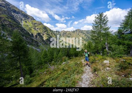 Alpinista su un sentiero escursionistico, paesaggio montano con prati verdi e larici, Obergailtal, Carnic Main Ridge, Alpi Carniche, Carinzia, Austria Foto Stock