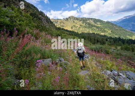 Alpinista su un sentiero escursionistico tra fiori, paesaggio montano con prati verdi, balsamo e larici in fiore viola, Obergailtal, Carnic Main Foto Stock