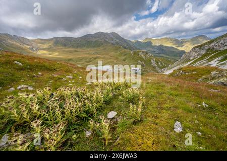 Fioriscono i cardo su un prato di montagna, vista del rifugio Obstanserseehuette presso il lago di montagna Obstansersee, Carnic Main Ridge, Carnic Foto Stock