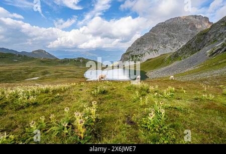 Mucche e cardo in fiore su un prato di montagna, rifugio Obstanserseehuette presso il lago di montagna Obstansersee, vetta rocciosa di montagna Rosskopf in Foto Stock