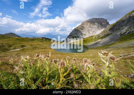 Fioriscono i cardo su un prato di montagna, rifugio Obstanserseehuette presso il lago di montagna Obstansersee, picco roccioso di montagna Rosskopf nel Foto Stock