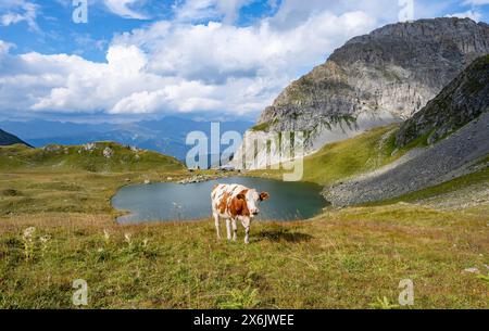 Mucca e cardo fioriti su un prato di montagna, rifugio Obstanserseehuette presso il lago di montagna Obstansersee, dietro la vetta rocciosa della montagna Foto Stock