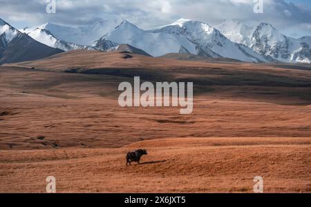 Montagne ghiacciate e innevate, yak sull'altopiano nel paesaggio autunnale di montagna con erba gialla, Tian Shan, Sky Mountains, Sary Jaz Valley Foto Stock