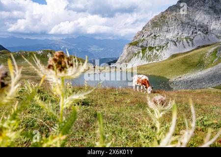 Mucche sul lago di montagna Obstansersee tra verdi prati di montagna, Carnic Main Ridge, Carnic High Trail, Carnic Alps, Carinthia, Austria Foto Stock