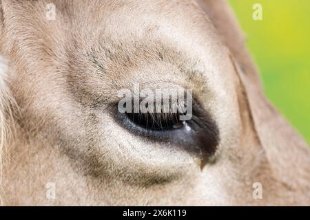 Occhio di una mucca, Allgaeuer Braunvieh, razza bovina domestica (Bos primigenius taurus), Allgaeu, Baviera, Germania Foto Stock