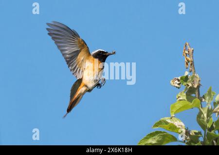 Un comune redstart (Phoenicurus phoenicurus), maschio, in volo, che tiene un insetto nel suo becco, le ali si spalancano contro il cielo blu, Assia, Germania Foto Stock