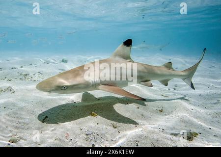 Il giovane squalo pinna nera del Reef (Carcharhinus melanopterus) nuota nella laguna poco profonda sulla sabbia che getta la sagoma ombra sul fondale sabbioso al largo delle Maldive Foto Stock