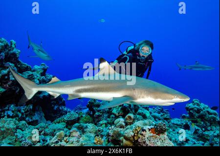 Tuffatore osservando lo squalo pinna nera del Reef (Carcharhinus melanopterus) a distanza ravvicinata lo squalo pinna nera del Reef (Carcharhinus melanopterus) nuotando nei coralli Foto Stock