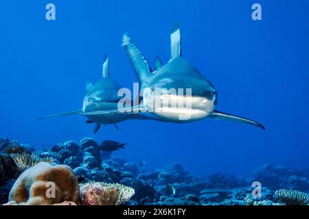 Due squali squali pinna nera del Reef (Carcharhinus melanopterus) squalo pinna nera del Reef squalo che nuotano testa a testa in direzione dell'osservatore, Oceano Pacifico, Isola Yap, Ya Foto Stock