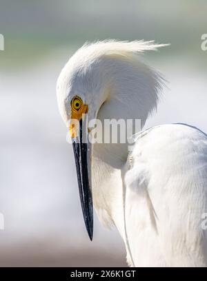 Primo piano di Snowy Egret Foto Stock