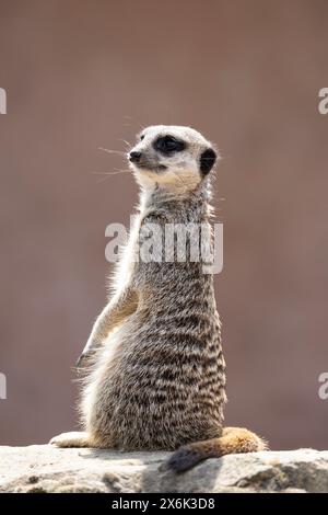 Un solo Meerkat Suricata suricatta o Suricate seduto in posizione verticale su una roccia in cattività su uno sfondo diffuso allo Yorkshire Wildlife Park Foto Stock