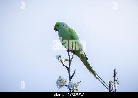 Primo piano di un parakeet rosato, Psittacula krameri, noto anche come parakeet a collo d'anello. Foto Stock