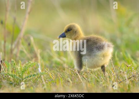 Primo piano di un pulcino d'oca di Greylag, Anser, foraging in un prato verde Foto Stock