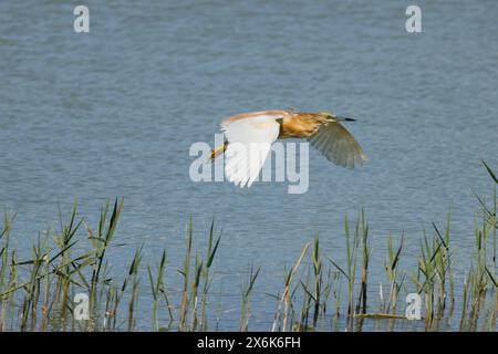 Egret mangiatore di granchi, Ardeola ralloides, sorvolando la laguna del parco naturale El Hondo, Spagna Foto Stock