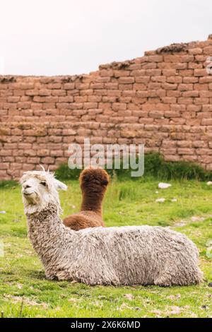 Alpaca bianchi e caffè che dormono nella catena montuosa delle Ande con yerba verde con luce naturale sulle alture del Perù e della Bolivia in America Latina Foto Stock