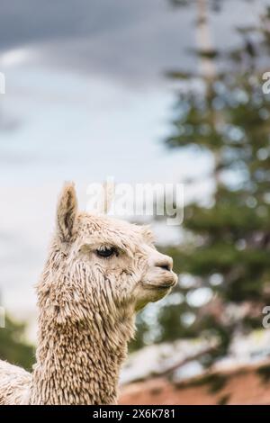 Ritratto di alpaca bianco della catena montuosa delle Ande con un cielo blu illuminato con luce naturale sulle alture del Perù in America Latina Foto Stock