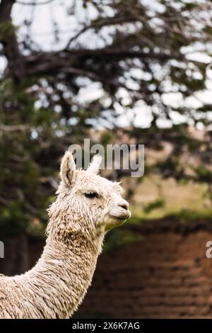 Ritratto di alpaca bianco della catena montuosa delle Ande con un cielo blu illuminato con luce naturale sulle alture del Perù in America Latina Foto Stock