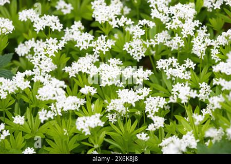 Galium odoratum - Dolce Woodruff Foto Stock