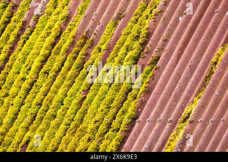 Il muschio verde giallo cresce sul vecchio tetto rosso, texture fotografica di sfondo. Fogli di bitume ondulati di cartone impregnati di bitume, a forma di ardesia Foto Stock