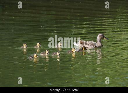 Famiglia Duck - anatra Mallard (Anas platyrhynchos) con 8 giovani che nuotano in acqua Foto Stock