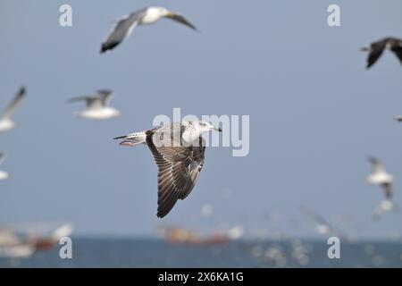 Lesser Black-backed Gull - Larus fuscus Foto Stock