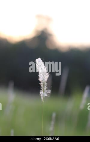 Una canna da zucchero selvaggia è in natura. Foto Stock