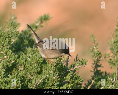 Trillo sardo - Sylvia melanocephala Foto Stock