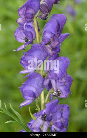 Monk's-Hood - Aconitum napellus Foto Stock