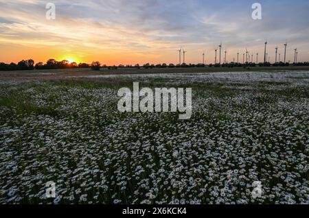 Jacobsdorf, Germania. 15 maggio 2024. Molte margherite (Leucanthemum vulgare) fioriscono in tarda serata poco prima del tramonto su un prato nel distretto Oder-Spree del Brandeburgo orientale. Crediti: Patrick Pleul/dpa/Alamy Live News Foto Stock