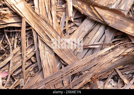 Resti di foglie secche e corteccia dagli alberi di eucalipto come sfondo dell'immagine. Effetto testurizzato. Foto Stock