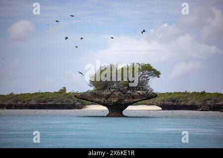 Gli uccelli fregata (Fregata magnificens) sorvolano un'isola corallina chiamata fungo a causa della sua forma a fungo nella laguna, nell'atollo di Aldabra, nell'Outer Seychel Foto Stock