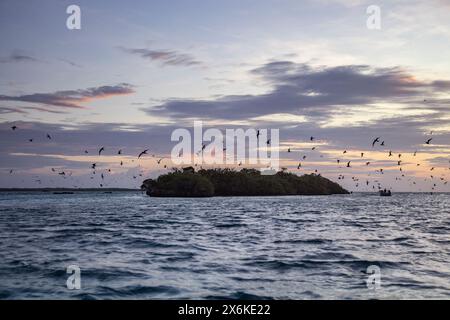 Stormo di uccelli e isola nella laguna visti durante un viaggio su un gommone motorizzato Zodiac dalla nave da crociera SH Diana (Swan Hellen) Foto Stock