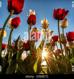 Tulip Splendor sul Lago di Zugo, Zugo, Svizzera Foto Stock