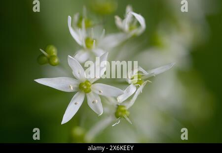 Fiore all'aglio selvatico Allium ursinum, Zugo, Svizzera Foto Stock