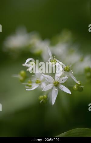 Fiore all'aglio selvatico Allium ursinum, Zugo, Svizzera Foto Stock