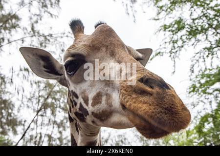 Capo di una giraffa a Haller Park, Bamburi, vicino a Mombasa, Kenya, Africa Foto Stock