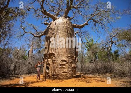 Veduta aerea di una donna in piedi accanto al gigante albero Fony Baobab (Adansonia rubrostipa) nella riserva naturale di Reniala, Toliary II, Atsimo-Andrefana, Mad Foto Stock