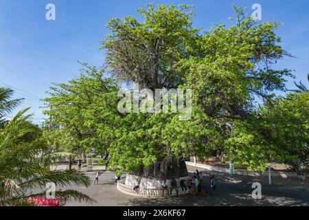 Vista aerea di un gigantesco albero di baobab africano (Adansonia digitata), il più grande esemplare del Madagascar con una circonferenza di 21 metri, Mahajanga, Boen Foto Stock