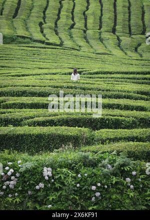 Donna nella piantagione di tè Cha Gorreana a Sao Miguel, Azzorre. Foto Stock