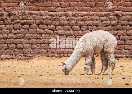 alpaca di colore bianco che pascolano in una giornata di sole circondati da vegetazione gialla nella catena montuosa delle ande del perù nel sud america Foto Stock