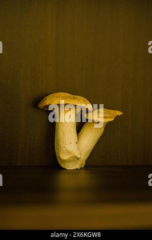 due funghi freschi su fondo marrone o ripiani. Foto di alta qualità Foto Stock