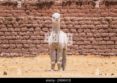 alpaca di colore bianco che pascolano in una giornata di sole circondati da vegetazione gialla nella catena montuosa delle ande del perù nel sud america Foto Stock