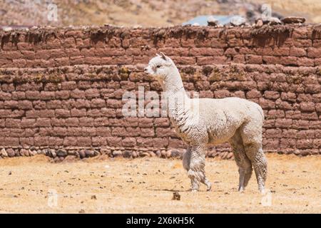 alpaca di colore bianco che pascolano in una giornata di sole circondati da vegetazione gialla nella catena montuosa delle ande del perù nel sud america Foto Stock