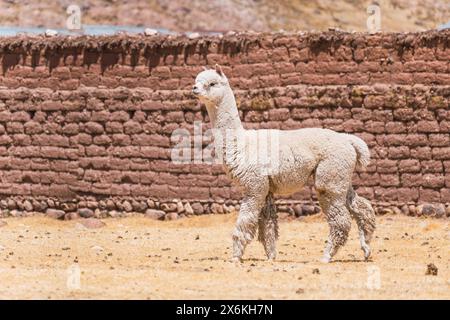 alpaca di colore bianco che pascolano in una giornata di sole circondati da vegetazione gialla nella catena montuosa delle ande del perù nel sud america Foto Stock