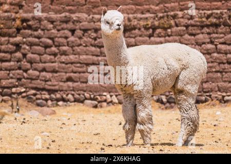 alpaca di colore bianco che pascolano in una giornata di sole circondati da vegetazione gialla nella catena montuosa delle ande del perù nel sud america Foto Stock