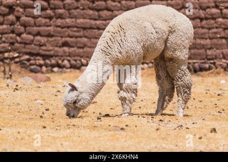 alpaca di colore bianco che pascolano in una giornata di sole circondati da vegetazione gialla nella catena montuosa delle ande del perù nel sud america Foto Stock