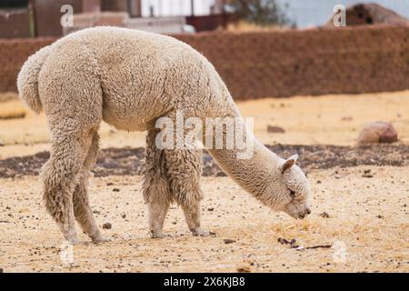 alpaca di colore bianco che pascolano in una giornata di sole circondati da vegetazione gialla nella catena montuosa delle ande del perù nel sud america Foto Stock